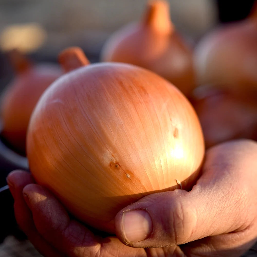 Sweet Spanish Colorado #6 Onion