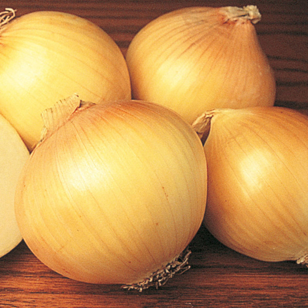 Sweet Spanish Colorado #6 Onion