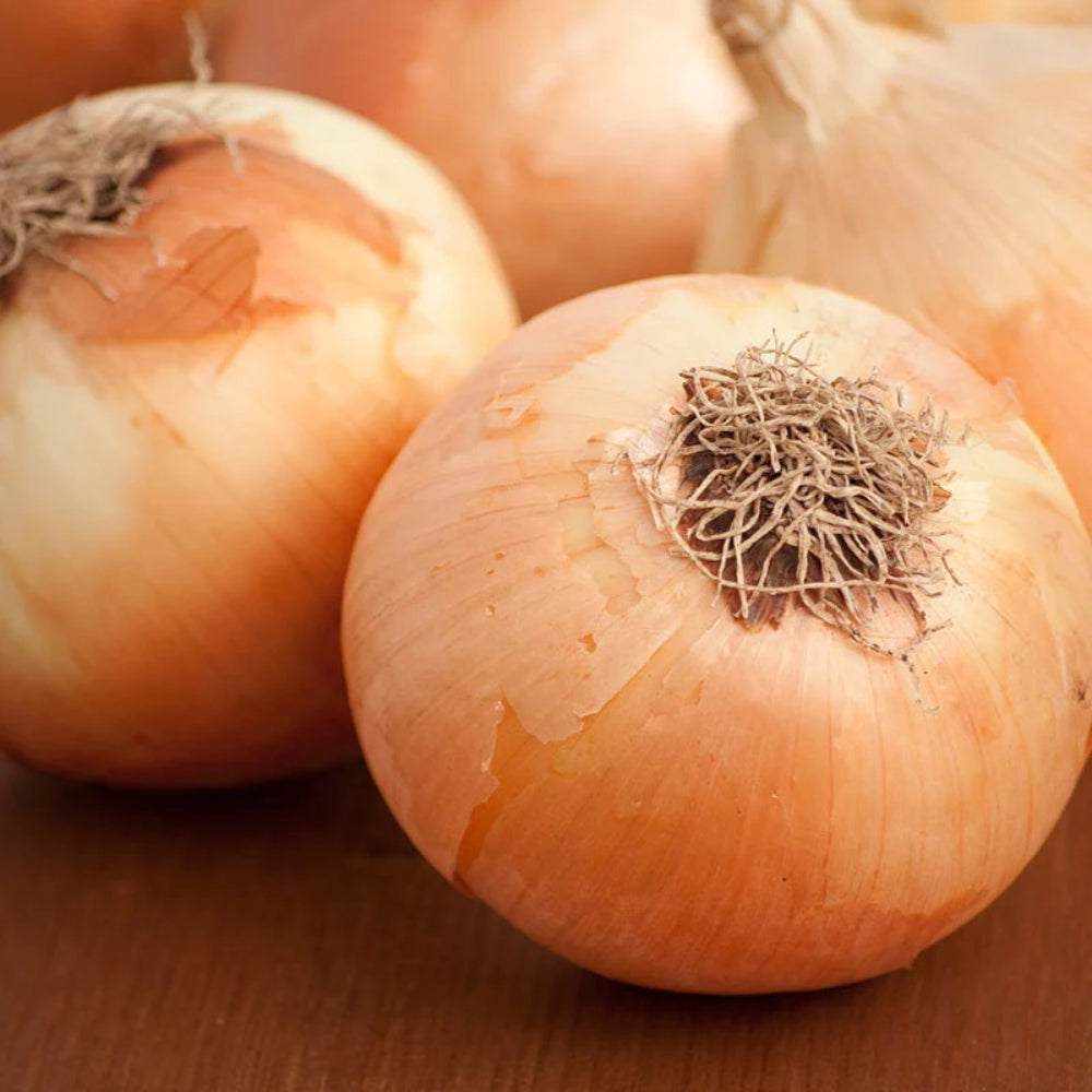 Sweet Spanish Colorado #6 Onion