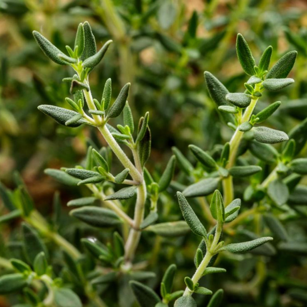 Thyme