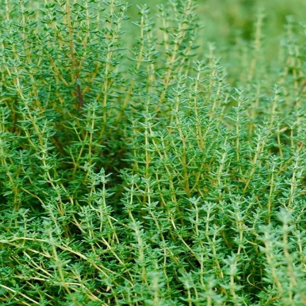 Thyme