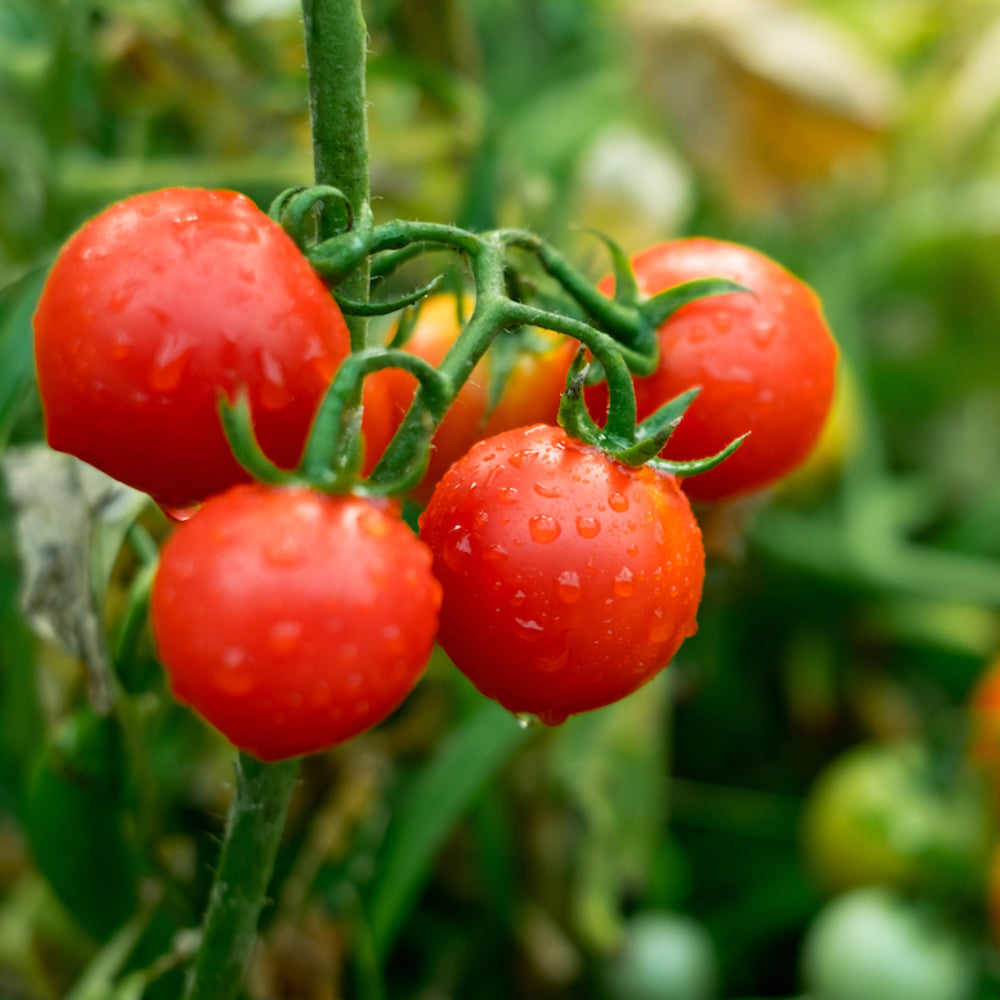 Tomato Ace 55