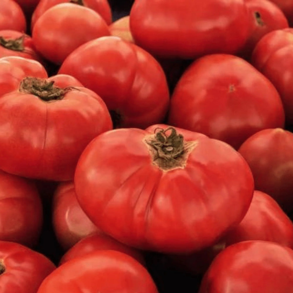 Tomato VR Moscow