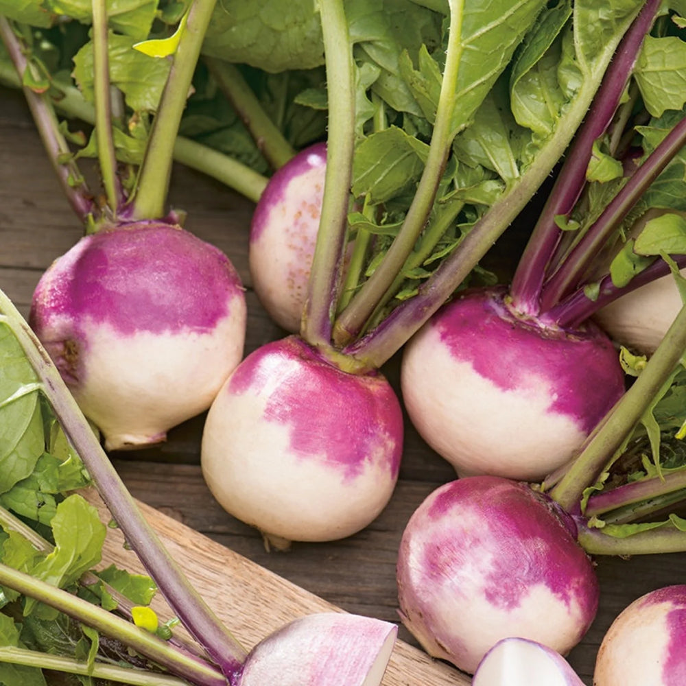 Turnip Purple Top White Globe