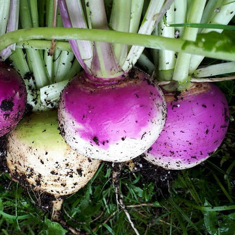 Turnip Purple Top White Globe