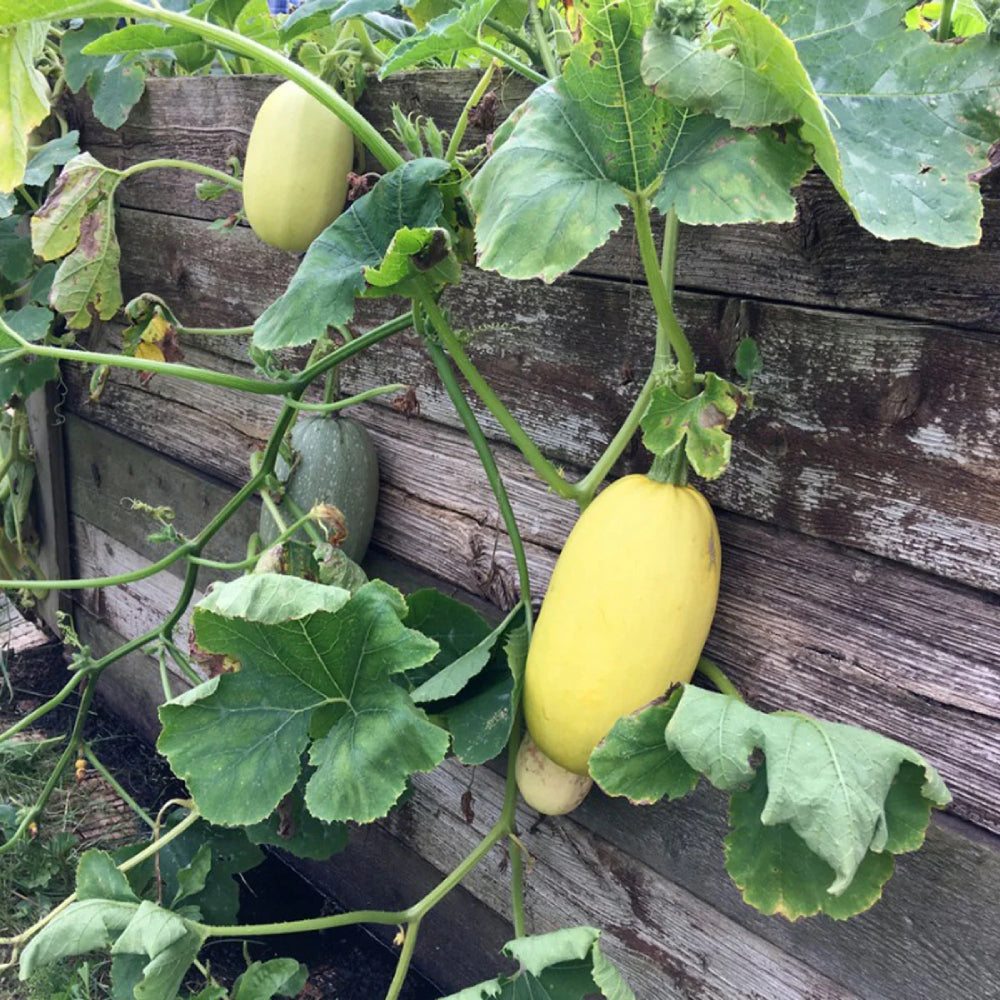 Vegetable Spaghetti Winter Squash