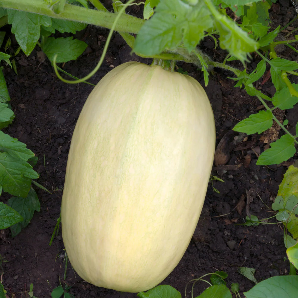 Vegetable Spaghetti Winter Squash