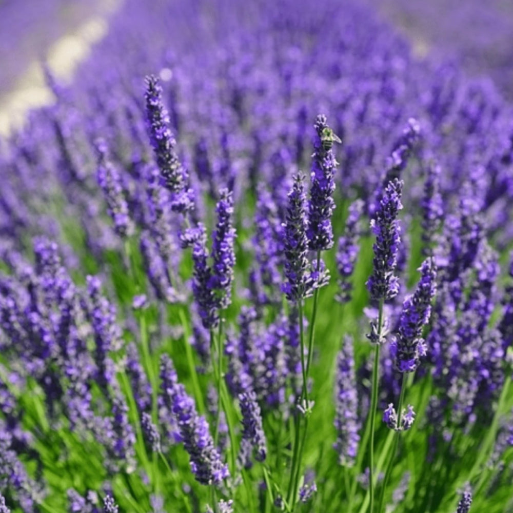 Vera Lavender