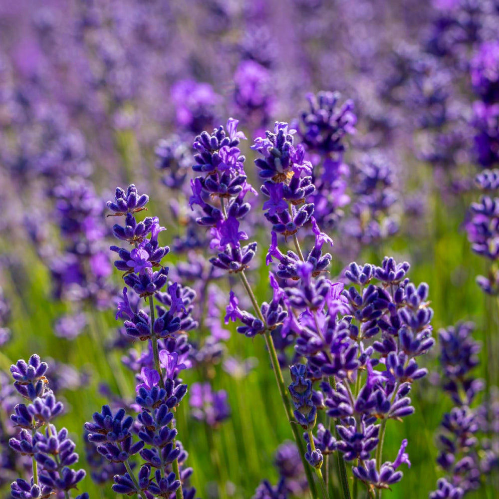 Vera Lavender