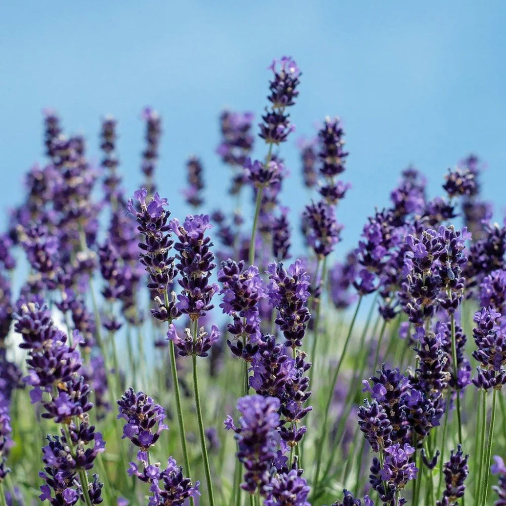 Vera Lavender