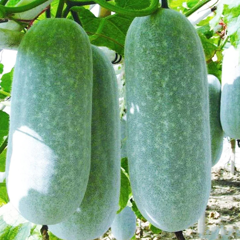 Wax Gourd Wintermelon