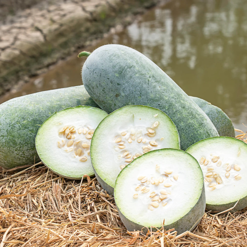 Wax Gourd Wintermelon