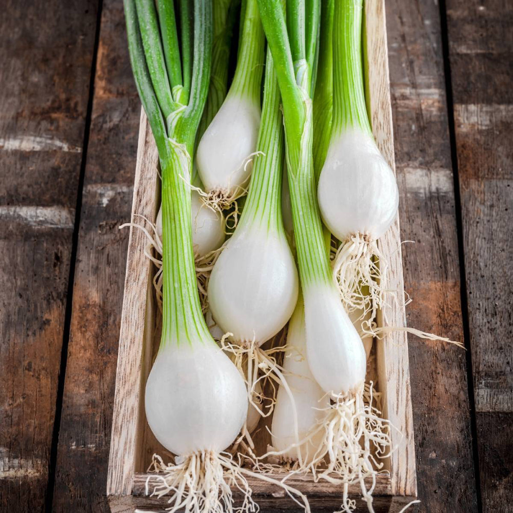 White Lisbon Bunching Onion