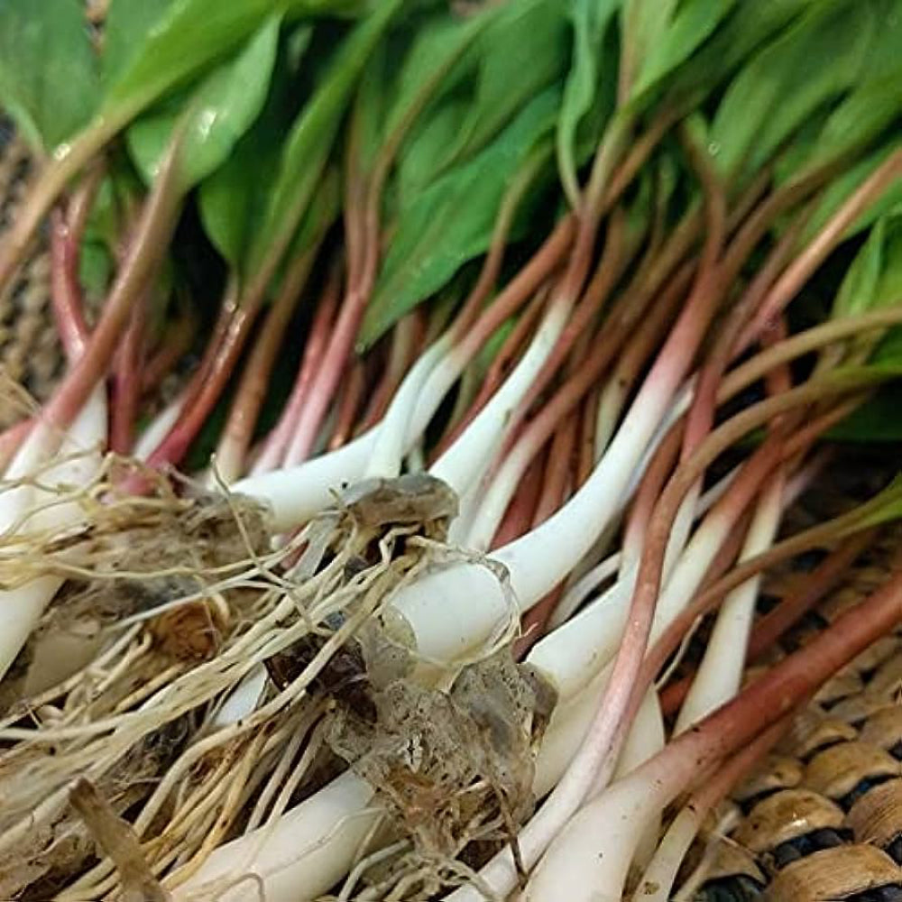 Wild Leek / Ramp Allium Tricoccum