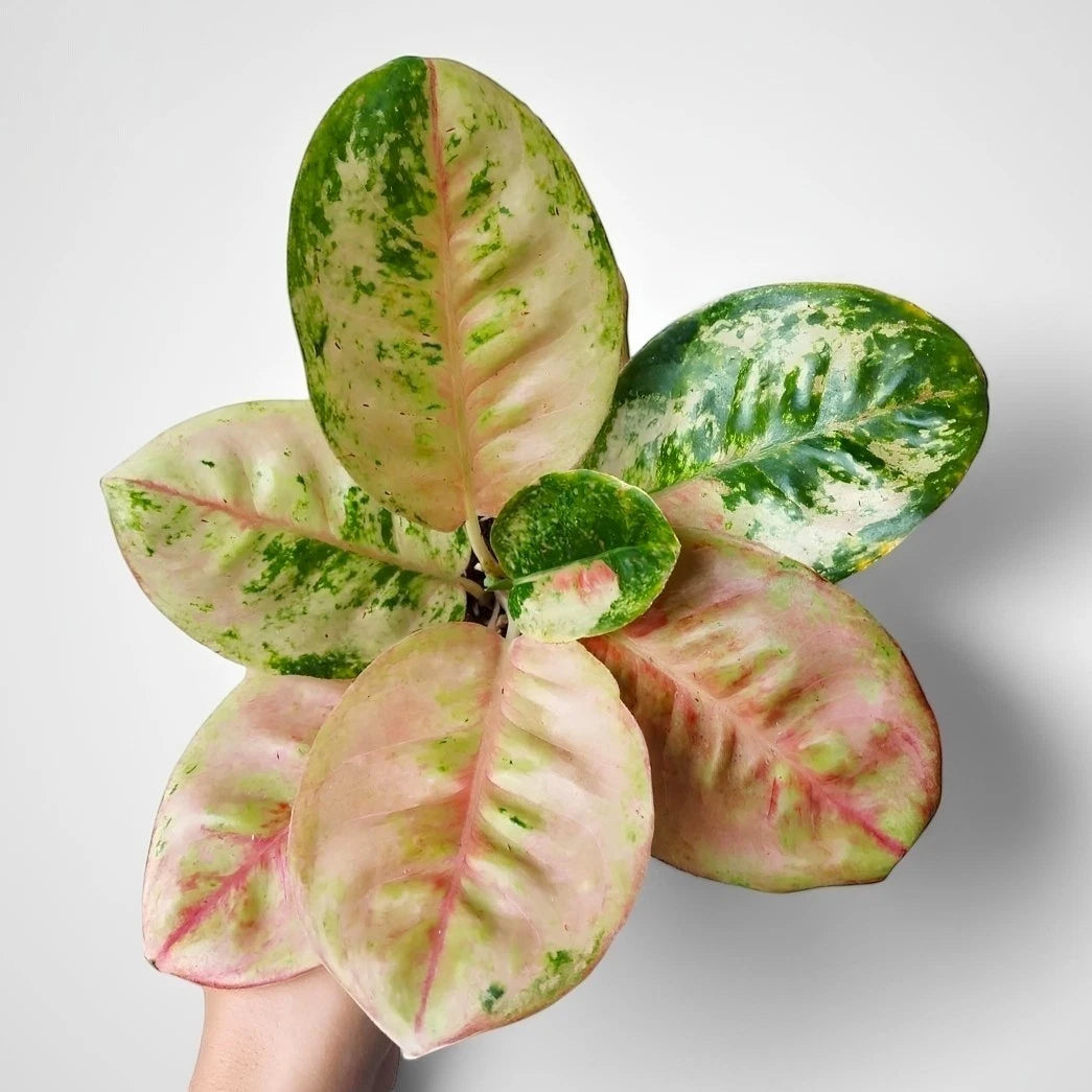 Aglaonema 'Ayu Green' - Elegant & Verdant Tropical Houseplant