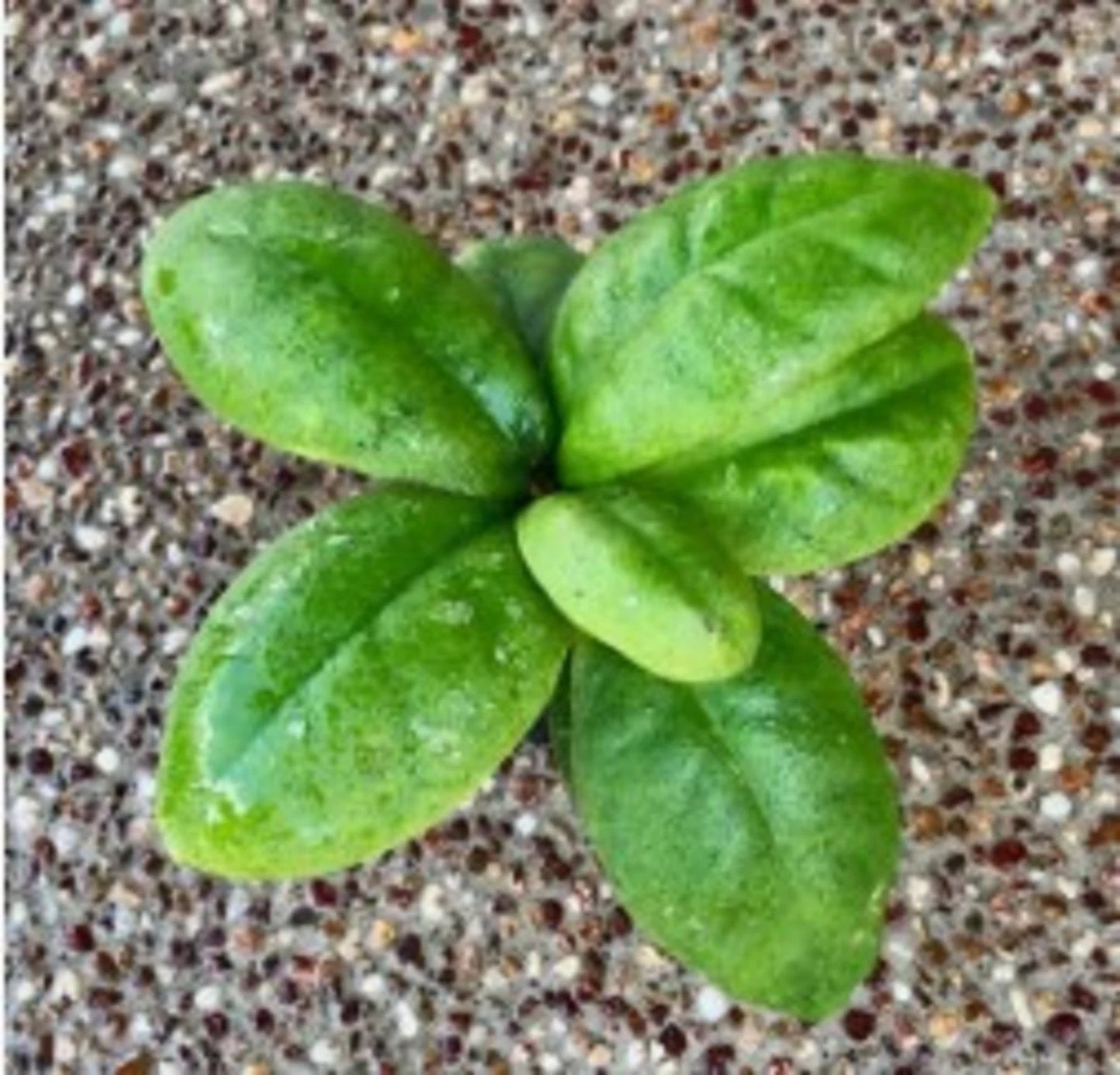 Hoya mitrata – Rare Tropical Wax Vine