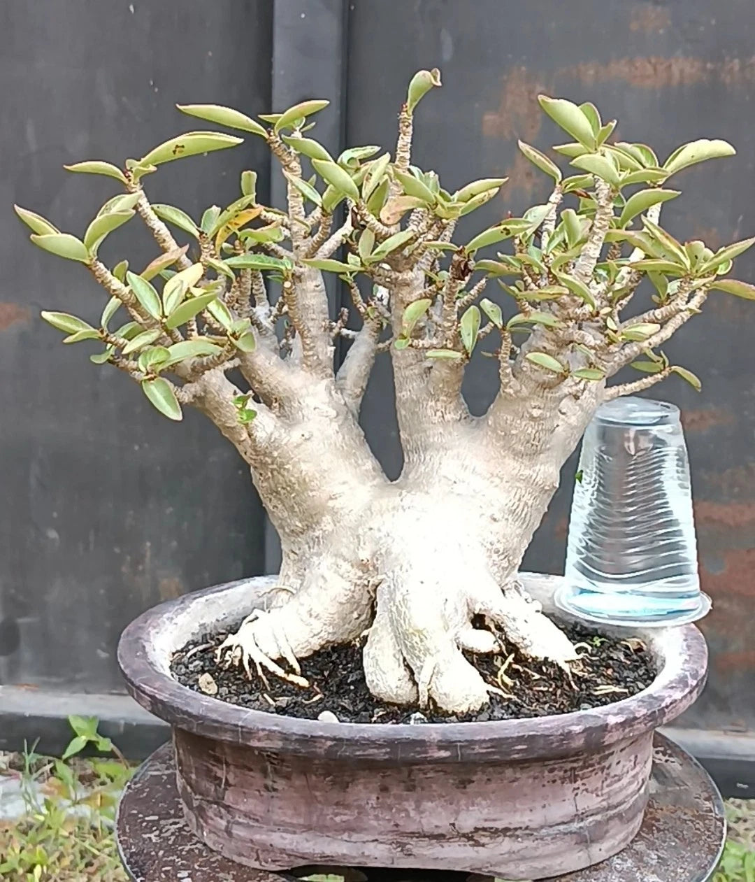 Adenium obesum (Desert Rose) – Small Sculptural Succulent