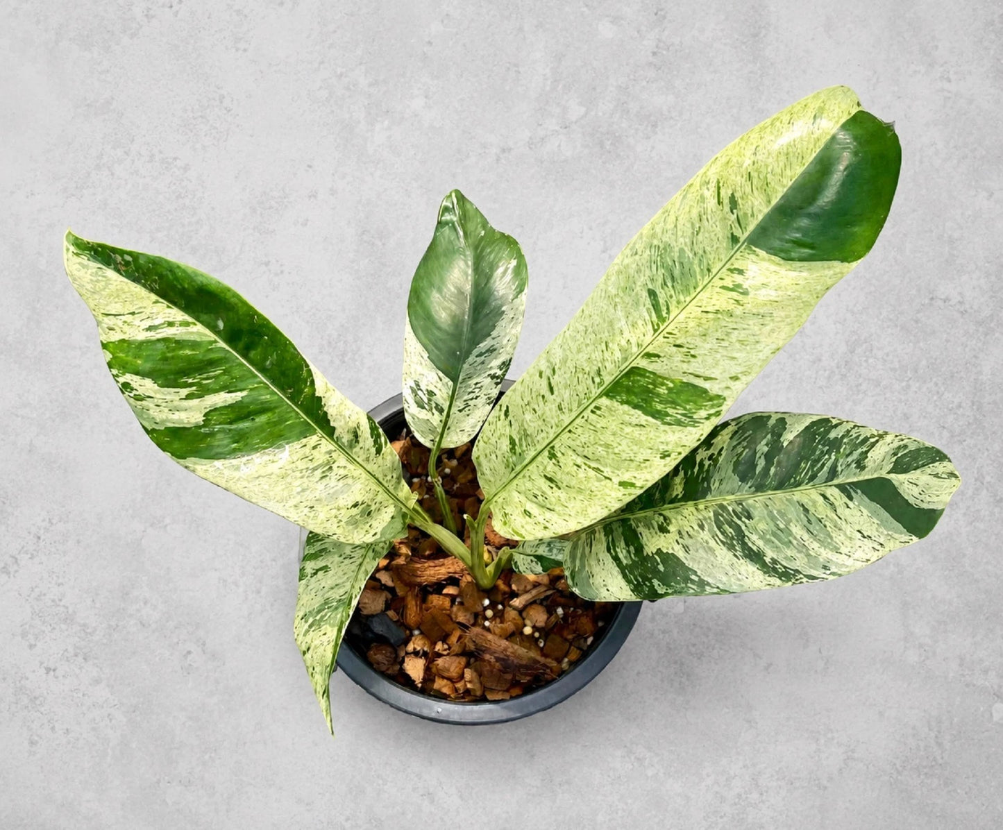 Epipremnum giganteum Variegated – Rare Giant Tropical Aroid