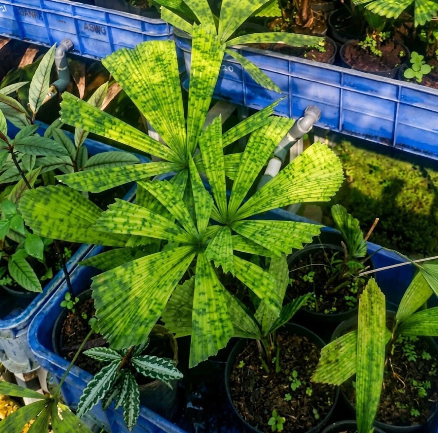 Licuala mapu – Rare Exotic Fan Palm Specimen