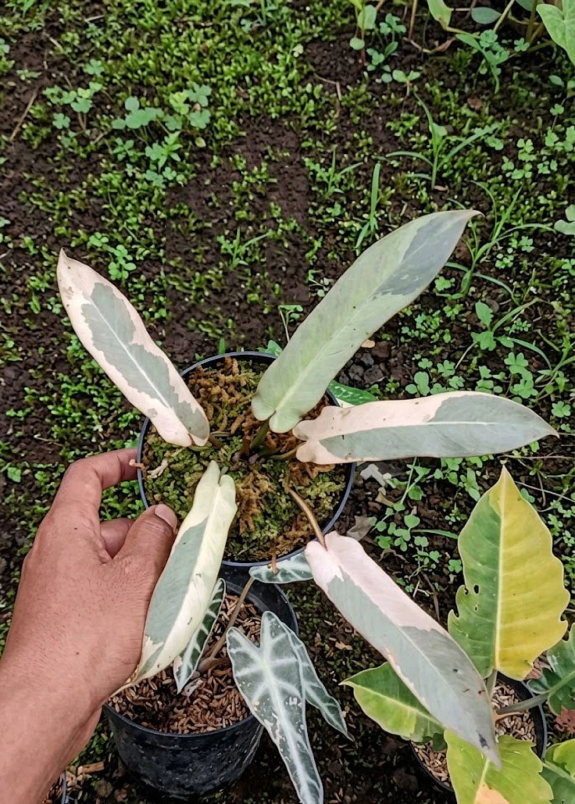 Philodendron atabapoense Pink Variegated – Ultra-Rare Collector’s Aroid