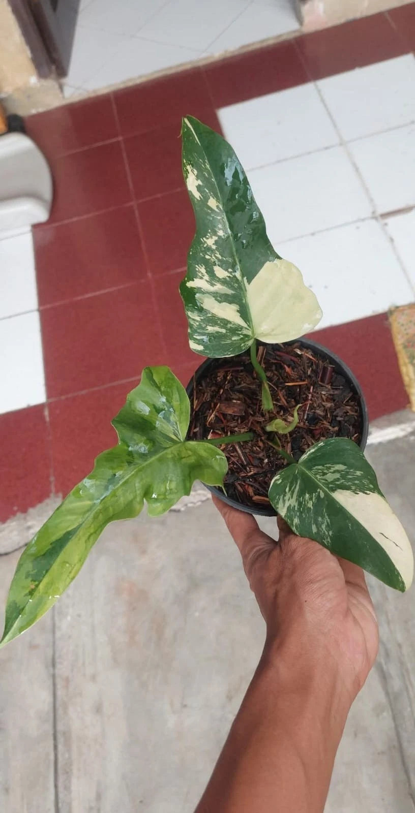 Philodendron Golden Dragon Mint Variegated Seeds (Philodendron 'Golden Dragon Mint' / Rare Variegated Aroid Climbing Plant Seeds) – Premium Exotic Botanical Specimen Plant Seeds for Planting