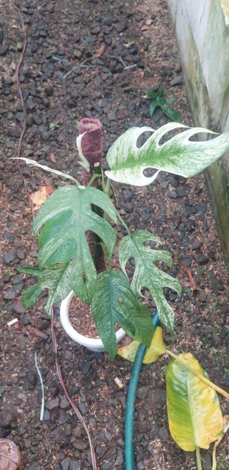Epipremnum Pinnatum White Dagger Seeds (Epipremnum pinnatum 'White Dagger' / Rare Variegated Aroid Climbing Plant Seeds) – Premium Exotic Botanical Specimen Plant Seeds for Planting