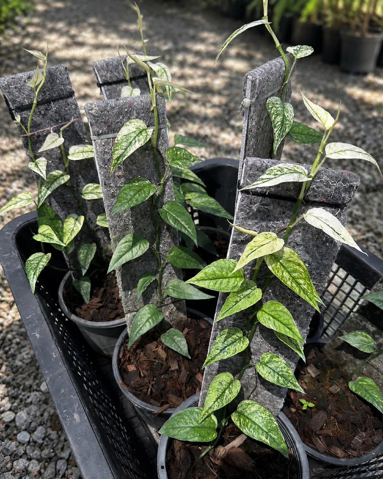 Epipremnum pinnatum 'Cebu Blue' Variegated – Rare Tropical Aroid