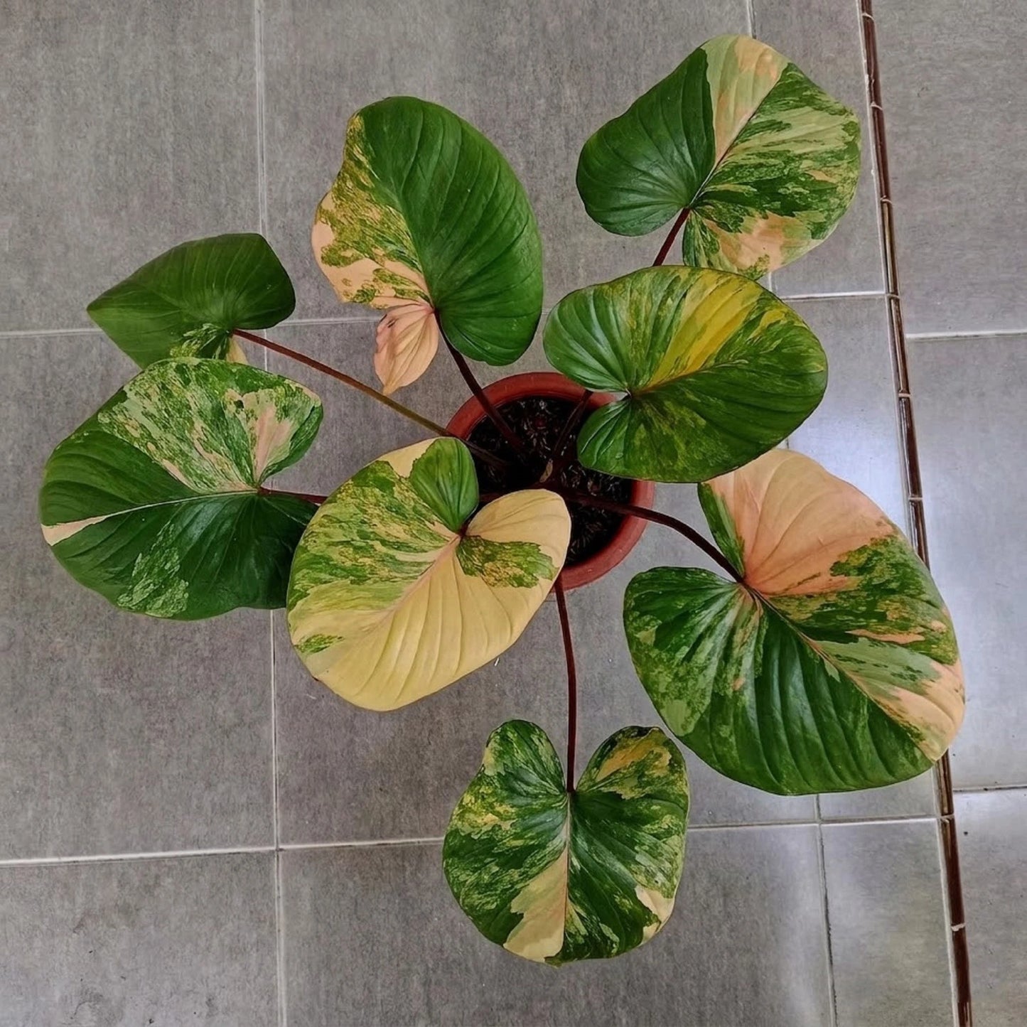Homalomena 'Rubescens' Pink Variegated – Rare Tropical Aroid