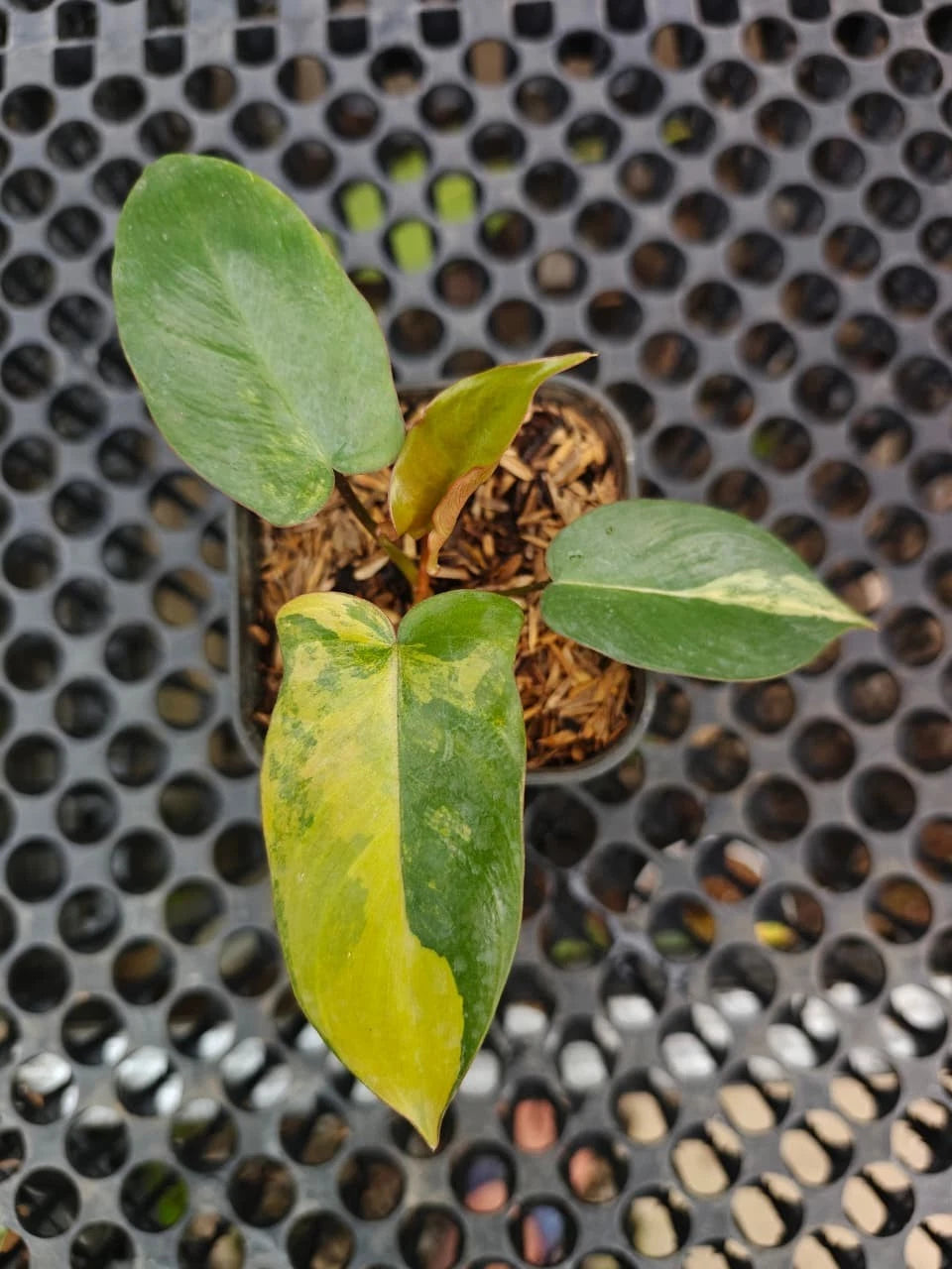 Stunning Philodendron Brown Beauty – Rare Hybrid (Florida Beauty × Black Billietiae) Tropical Plant