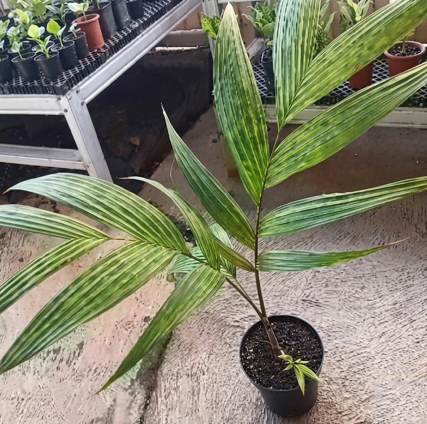 Pinanga crassipes – Rare Tropical Palm Specimen
