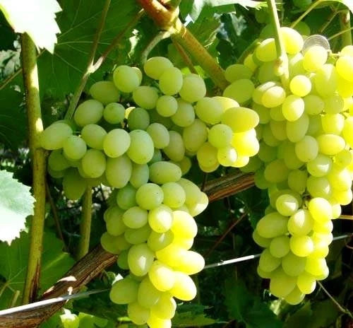 Laura Grape Seeds 100 pcs (Vitis vinifera) – Premium Certified Sweet Table Grape Vine Plant Seeds for Planting