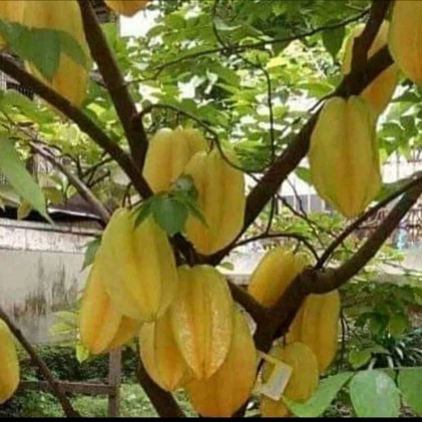 Grafted Starfruit Dewi (Belimbing Dewi) Seedling – Premium Tropical Fruit Tree
