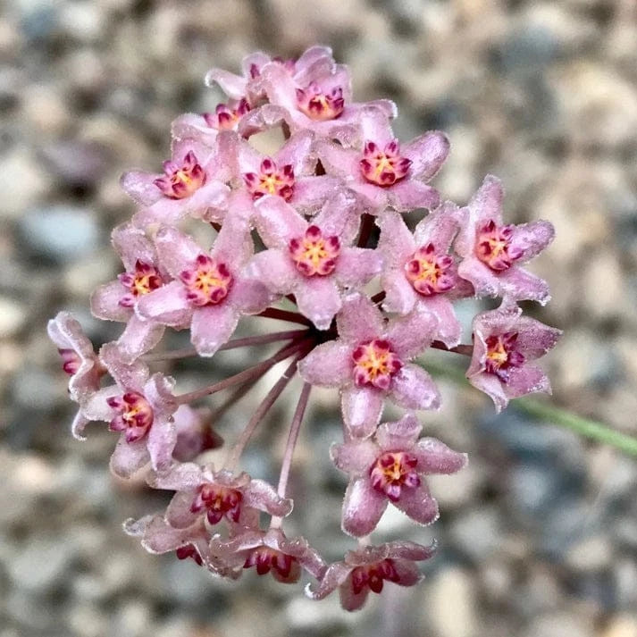 Hoya camphorifolia - Rare Tropical Wax Plant