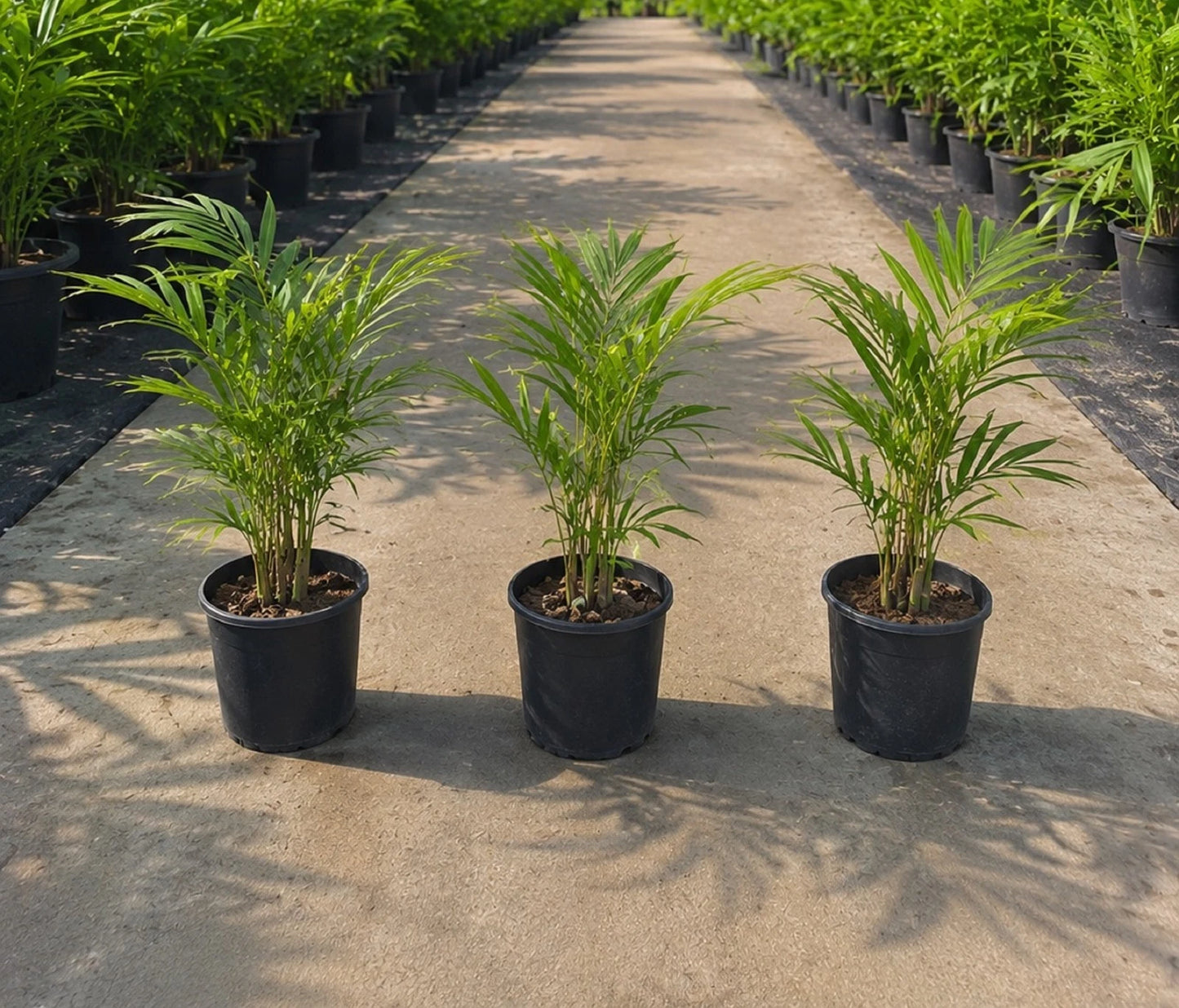 Rare Ptychosperma Macarthurii Live Plant - Tropical Cluster Macarthur Palm