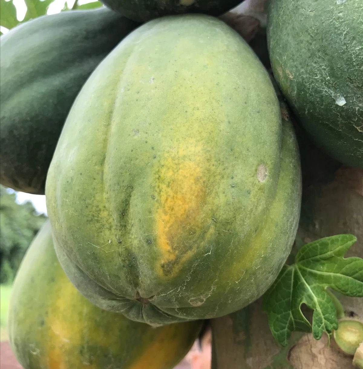 Premium Arum Bogor Variety Papaya Seeds (Carica papaya var. Arum Bogor) – Sweet Red Flesh Tropical Fruit Tree Seeds for Planting (150+ Pcs)