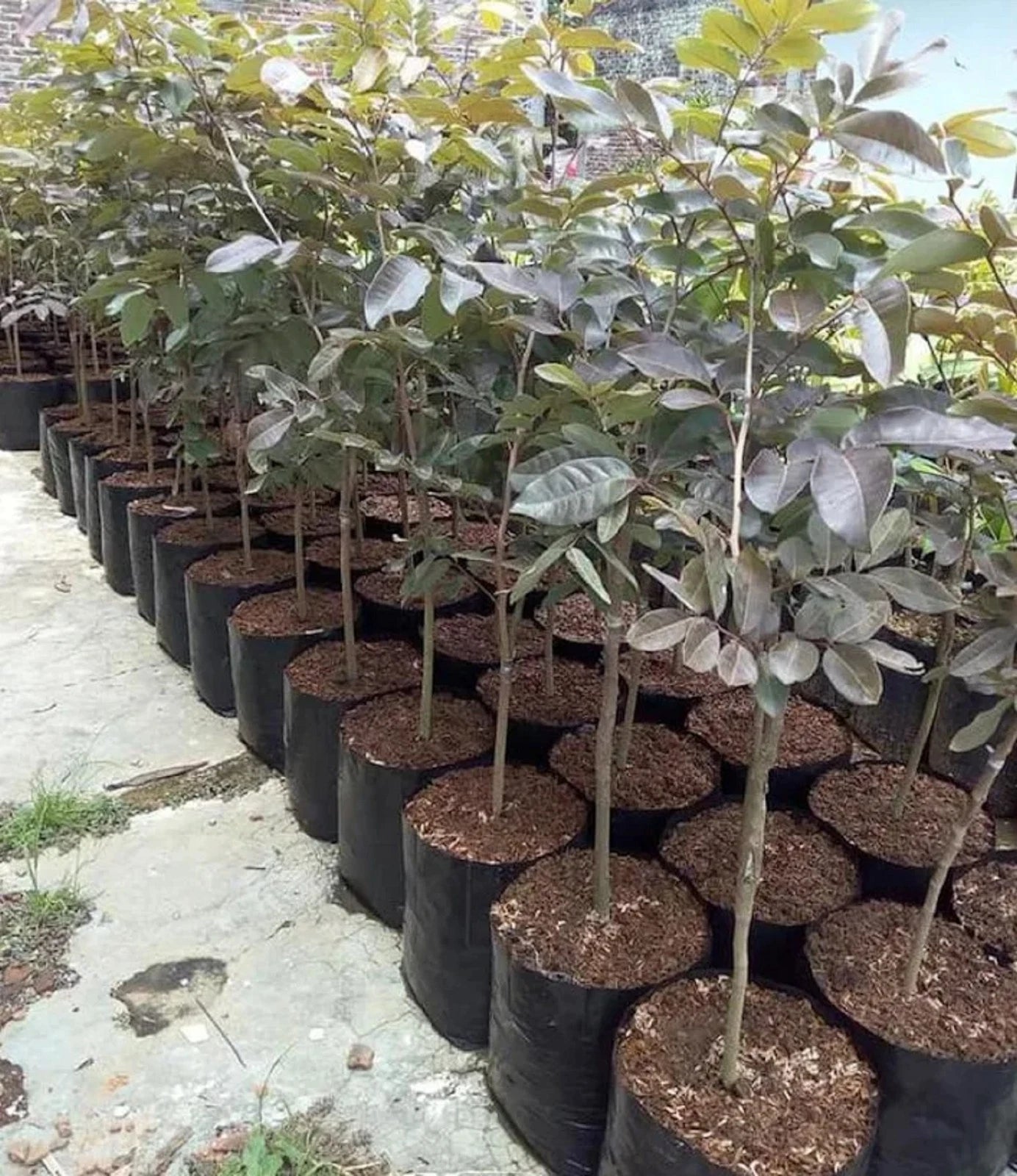 Ruby Red Longan - Rare Grafted Sweet Tropical Fruit Tree