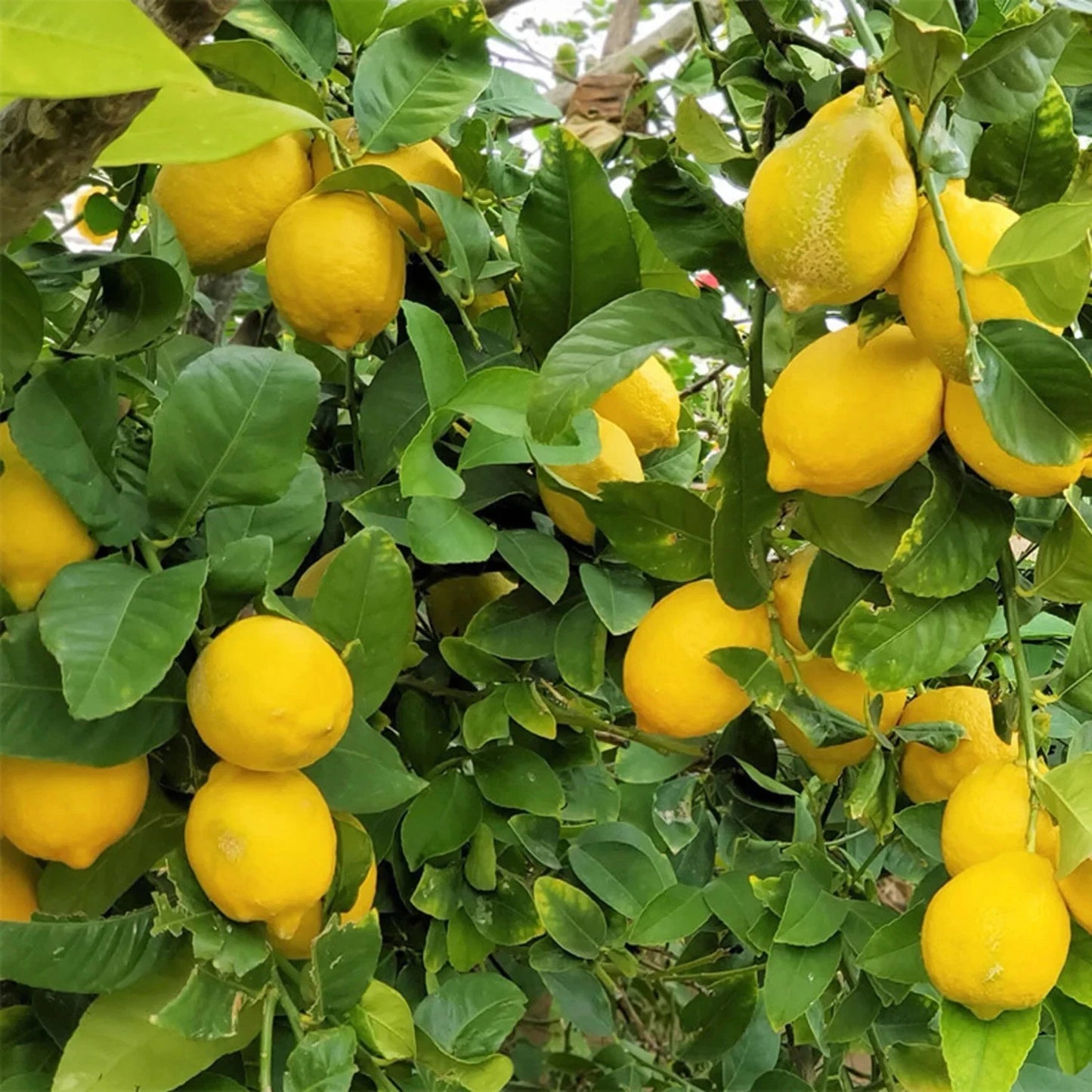 Fresh Lisbon Lemon Seeds (Citrus limon var. Lisbon) – Premium Sour Citrus Fruit Tree Seeds for Planting (100+ Pcs)