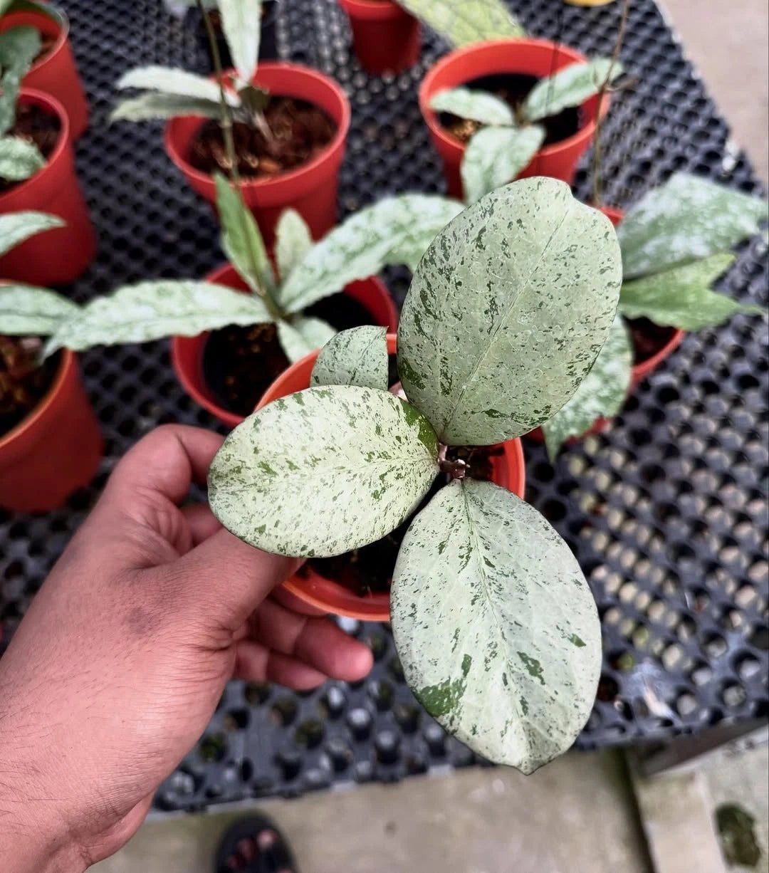 Hoya Michelle Silver Rare Tropical Indoor Outdoor Wax Plant – Premium Certified Rare Hoya Cuttings/Seeds for Planting