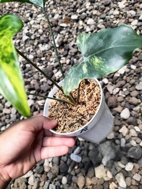 Philodendron 'African Fantasy' Variegated – Rare Tropical Variegated Arum Indoor Living Specimen