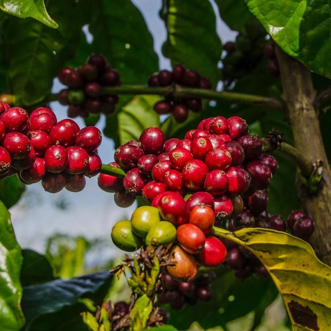 Hybrid H17 Coffee Seeds (Coffea sp. / 120+ Premium High-Yield Specialty Coffee Bean Seeds) – Premium Botanical Specimen Plant Seeds for Planting