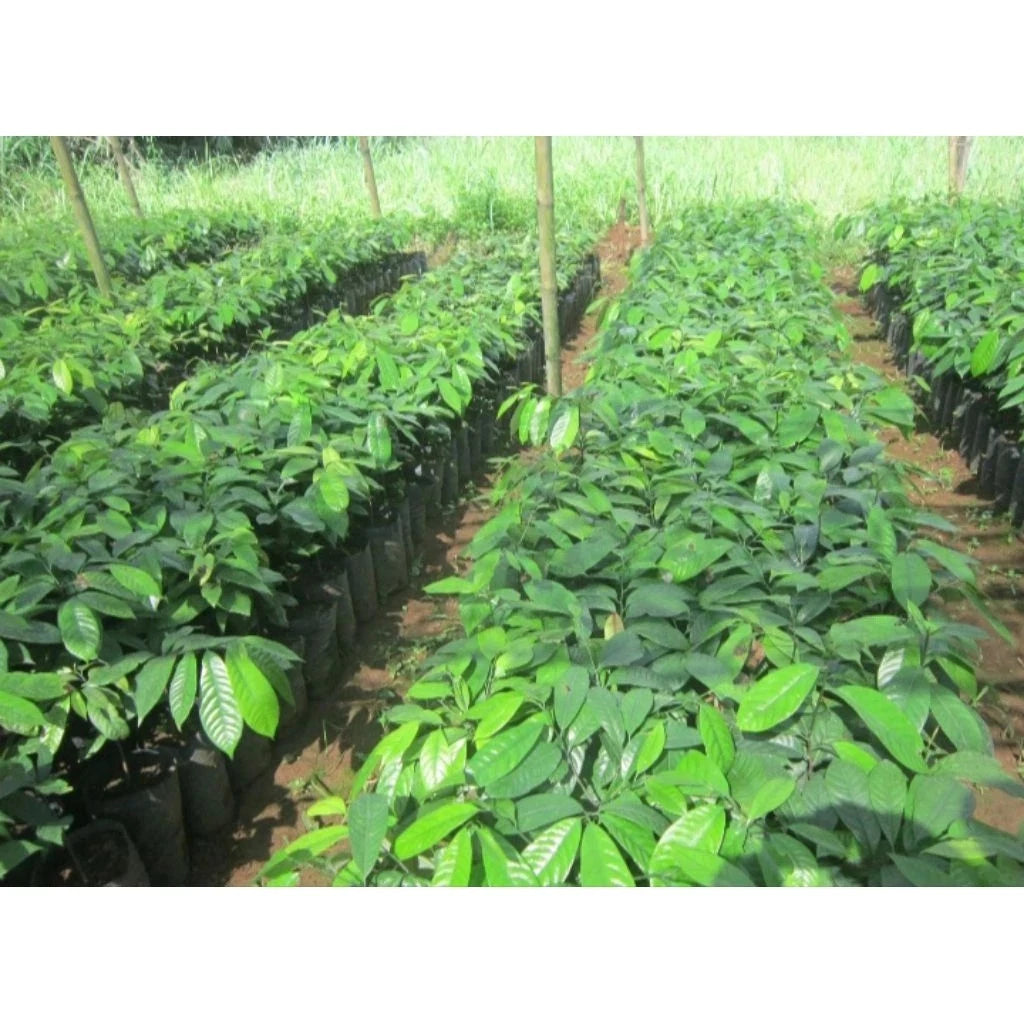 Grafted Nutmeg Fruit Tree - Premium Aromatic Tropical Spice Variety Optimized to Grow in Pot
