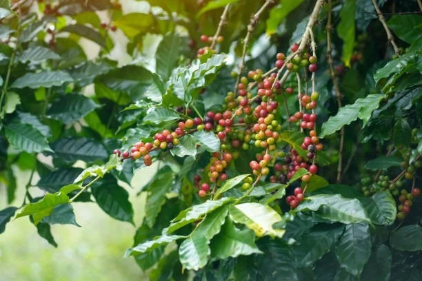Premium TimTim Coffee Seeds (Coffea arabica x robusta hybrid) – Exotic Coffee Bean Seeds for Planting (300+ Pcs)