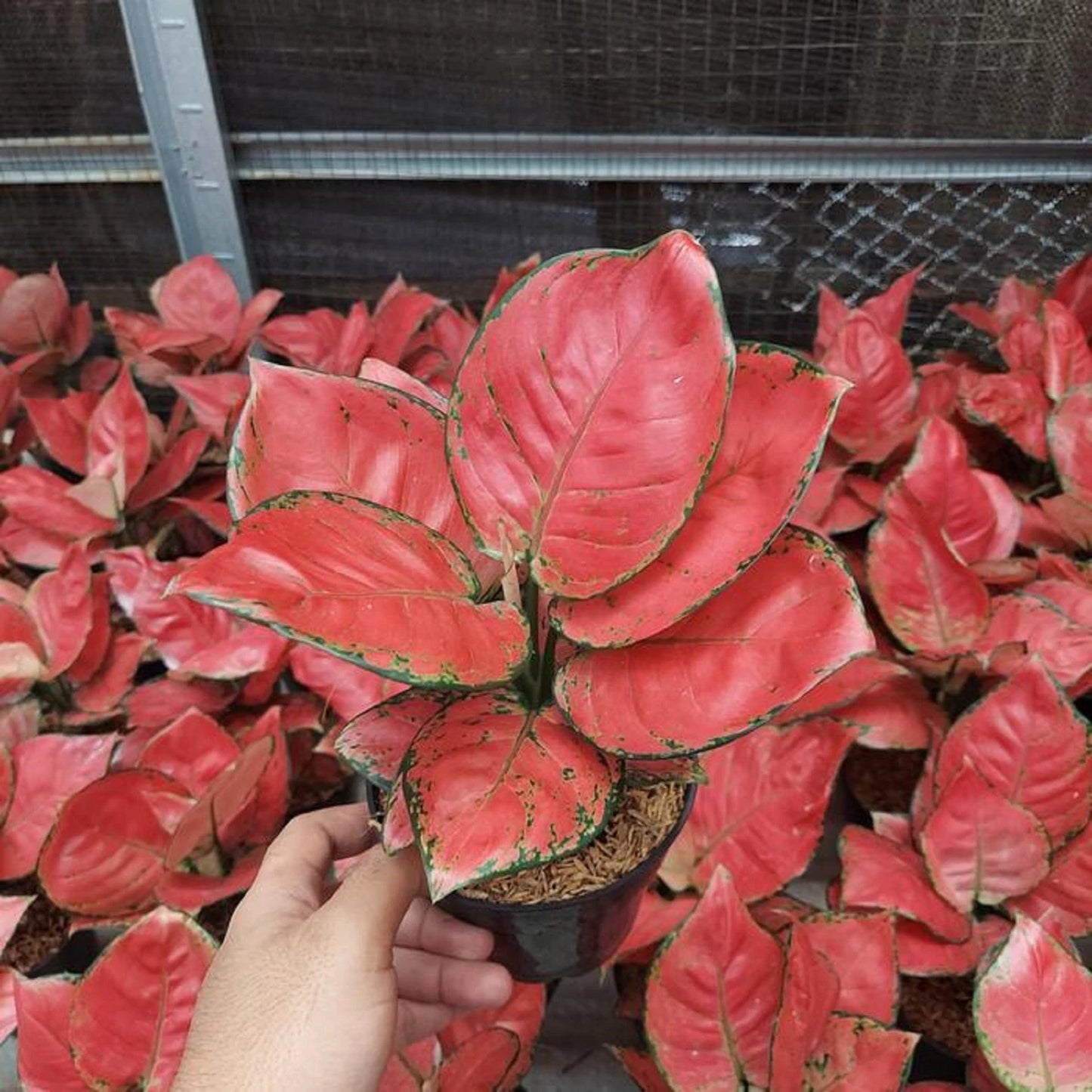 Premium Aglaonema Red Anjamani Live Plant - Rare Vibrant Tropical Houseplant