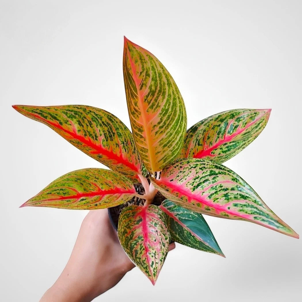 Aglaonema 'Red Legacy' - Striking & Vibrant Tropical Houseplant