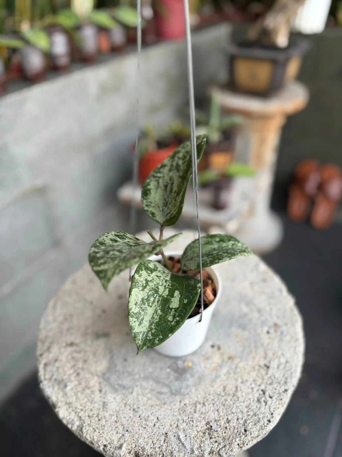 Hoya Latifolia MRH (Wax Plant) – Rare Epiphytic Tropical Vine with Exceptional Foliage for Indoor & Outdoor Display