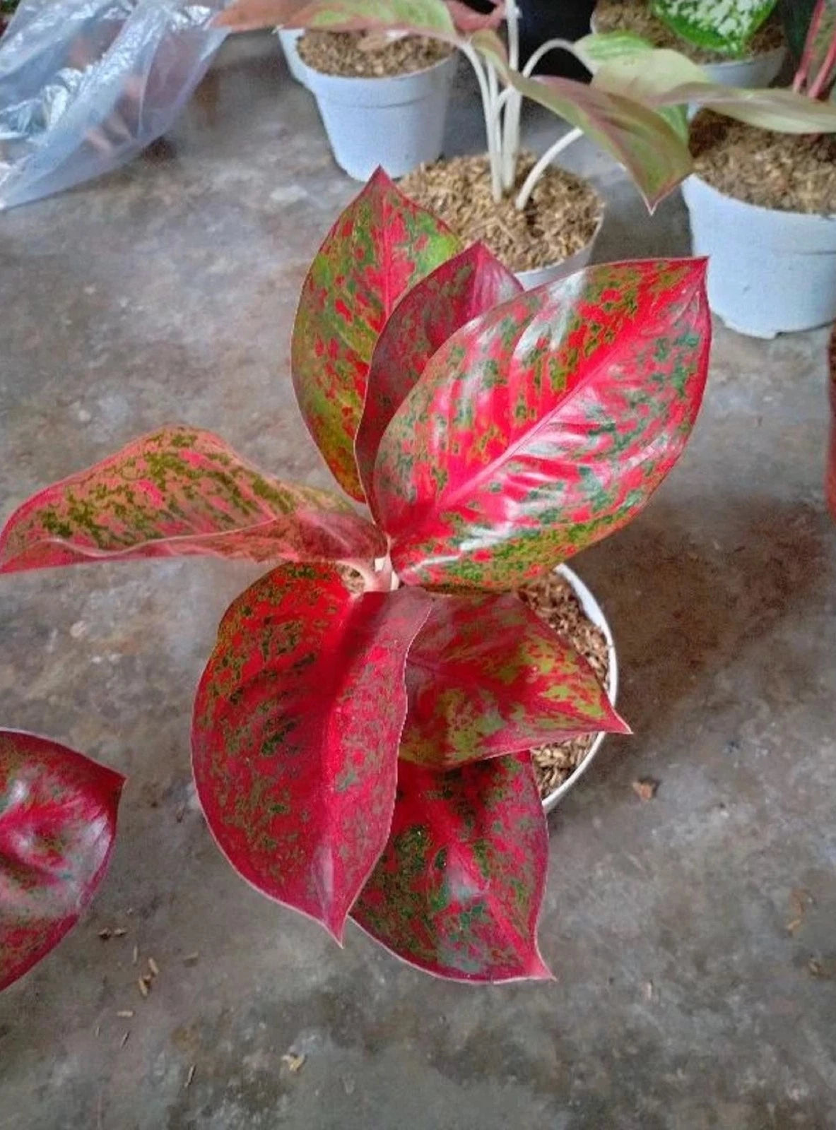 Rare Aglaonema Red Stardust Live Plant - Vibrant Speckled Tropical Houseplant