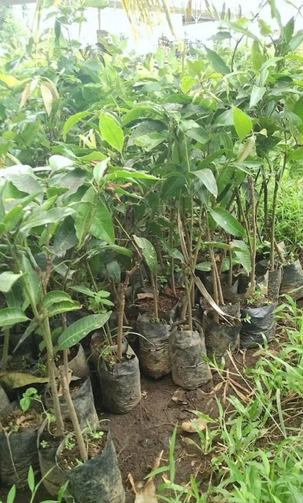 Premium Grafted Golek Mango Fruit Tree - Sweet Tropical Fast Fruiting Plant