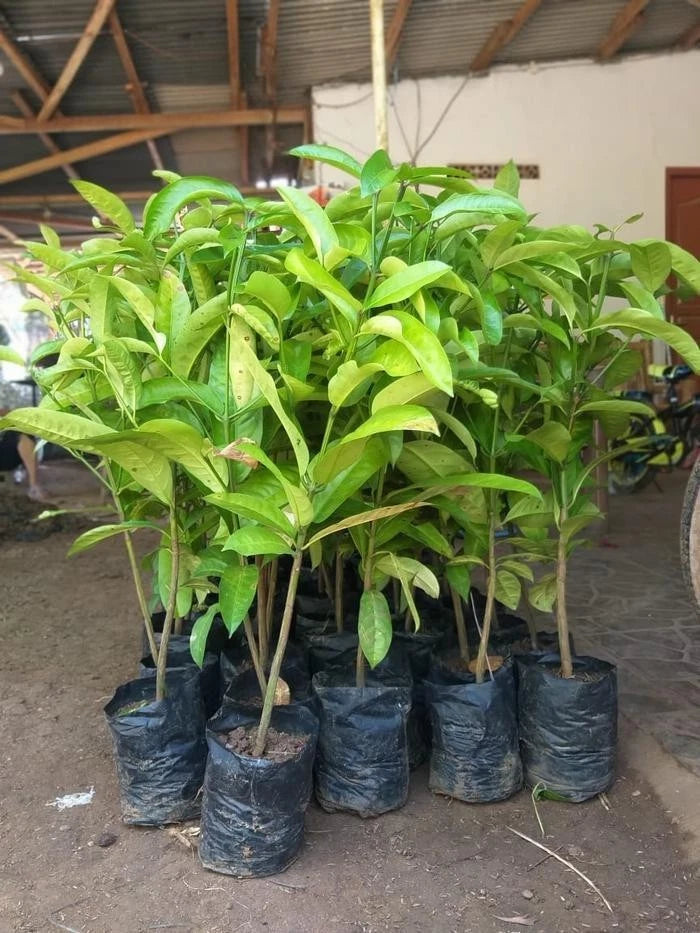 Garcinia dulcis (Mundu) – Grafted Fruiting Seedling
