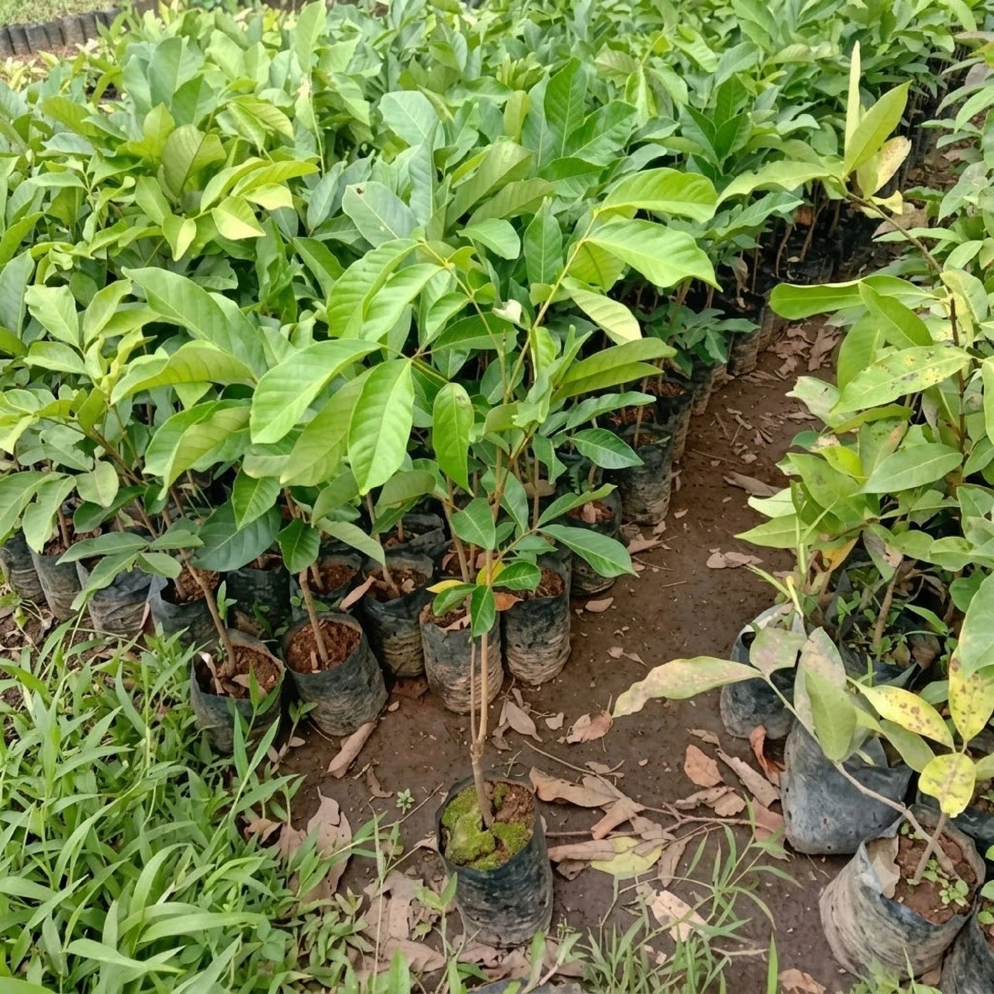 Kapulasan (Pulasan) - Premium Grafted Rare Tropical Fruit Tree