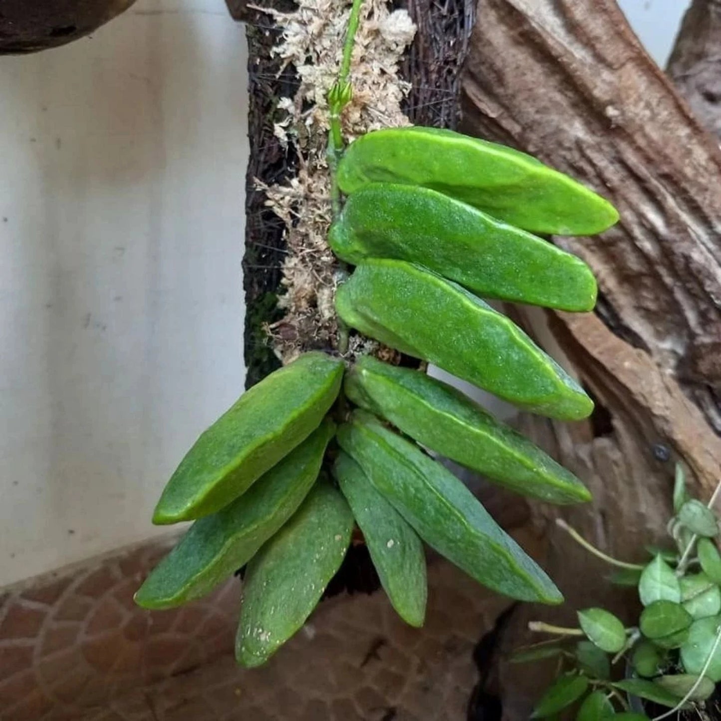 Rare Dischidia Major - Premium Exotic Tropical Epiphyte Unique Hanging Houseplant Collector Specimen